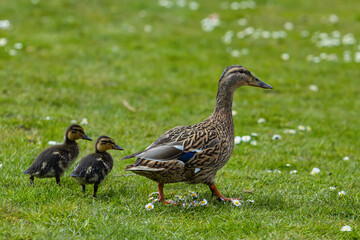 Entenfamilie mit zwei babys