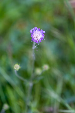 lila Blume Makro
