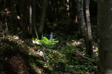 Planze allein im Wald