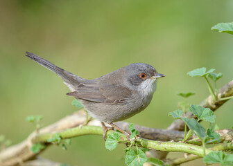Sardinian warbler Sylvia melanocephala with red eyes