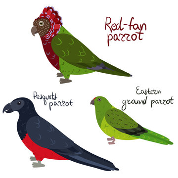 Set Of Parrot - Red-fan, Pesquets Dracula , Eastern Ground In Cartoon Style On White Background. Vector Hand Drawn Illustration.