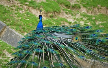 Obraz premium ,Colorful peacock with long tail in nature