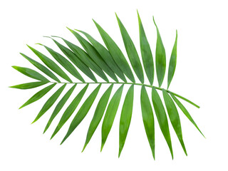 the tropical leaf isolated on white background. Ornamental palm leaf Kentia palm or Howea species