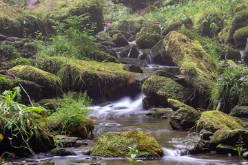 kleiner Fluss im Wald