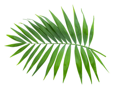 the tropical leaf isolated on white background. Ornamental palm leaf Kentia palm or Howea species