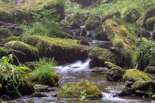 kleiner Fluss im Wald