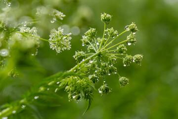 Pflanzen mit Tropfen