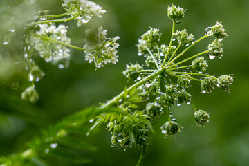 Pflanzen mit Tropfen