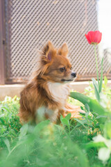 Chihuahua dog. Red-haired dog. Fluffy dog ​​with long hair. Little dog. Puppy. Dog in nature. Chihuahua is sitting on the lawn. Dog with a flower. Chihuahua with a tulip. Cute animals.