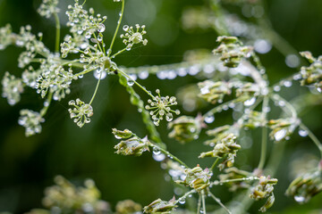 Pflanzen mit Tropfen