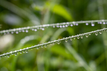 Pflanzen mit Tropfen