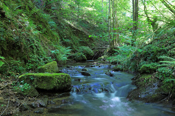 rio de montaña con piedras en primavera entre bosques verdes urola país vasco  4M0A2648-as21