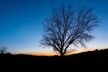 Fototapeta na wymiar Silhouette of a tree at sunset