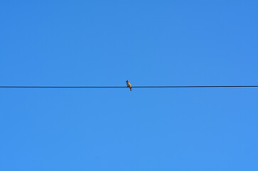 Bird on a wire, single bird sat on a telephone line against a plain blue sky