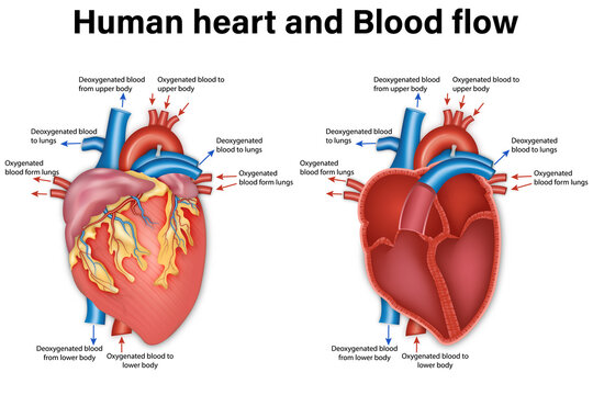 Diagram of human heart anatomy and blood flow. vector illustration.