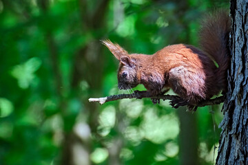 Eurasisches Eichhörnchen ( Sciurus vulgaris ).