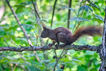 Eurasisches Eichhörnchen ( Sciurus vulgaris ). © Michael
