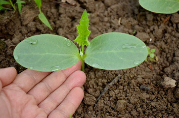 closeup the round gourd plant soil heap with hand over out of focus brown background.