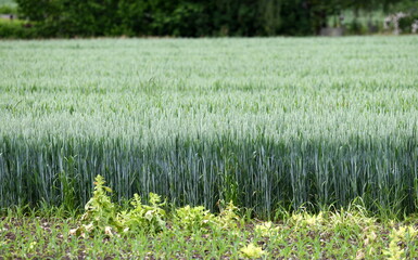 céréales