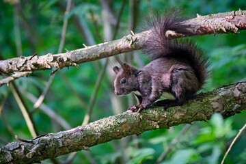 Eurasisches Eichhörnchen ( Sciurus vulgaris ).