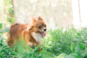 Chihuahua dog. Red-haired dog. Fluffy dog ​​with long hair. Little dog. Puppy. Dog in nature. Chihuahua is sitting on the lawn. Dog with a flower. Chihuahua with a tulip. Cute animals.