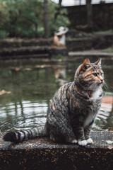 Cat interestingly watches the bird on the branch. 