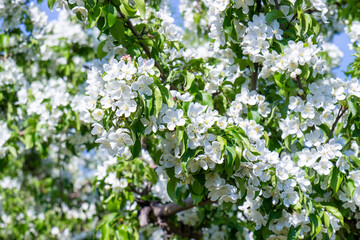 White flowers among green leaves on apple tree on sunny spring day. Flowering branch of apple tree