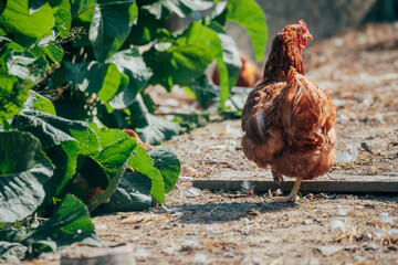 chicken coop with animals in the summer © PT88