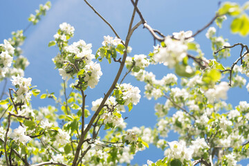Plants. Garden. Vacation home. Nature. Flowers. Blooming apple tree. Apple tree flowers on the tree. Tree with white flowers. White flowers against the blue sky.