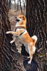 Dog climbs a tree in a park with leaves all around. 