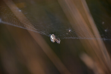 Spider's evening worries