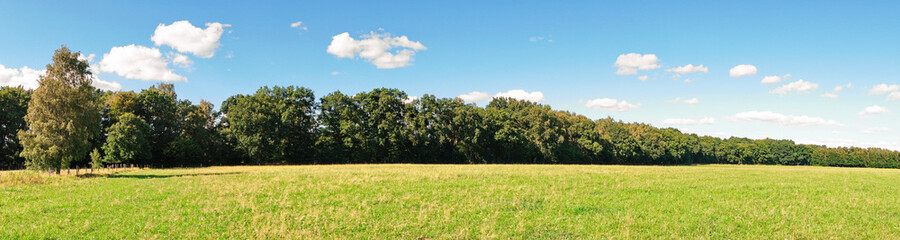 Weide im Spätsommer am Waldrand - Wiese mit Bäume Panorama