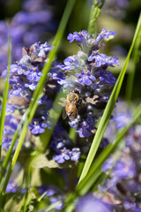 bee on a flower
