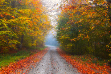 Obraz premium mage of colorful leaves falling down from tree branches in autumn. (Yedigöller). Yedigoller National Park, Bolu, Istanbul. Turkey. 