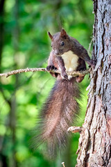 Eurasisches Eichhörnchen ( Sciurus vulgaris ). © Michael