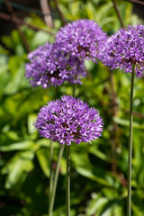 giant allium plant with big round bright-purple colored flower head in the spring period