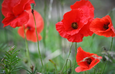 coquelicots