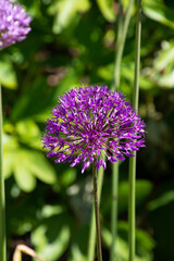 blooming giant allium with big purple colored flower ball in front of defocused background