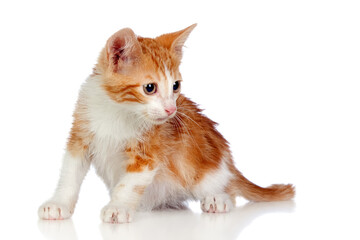 Adorable little cat crouching