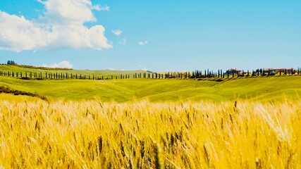 wheat field in the summer - Tuscany (Italy)