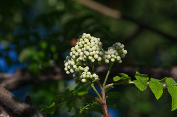 Flowers of a Mountain Ash Tree