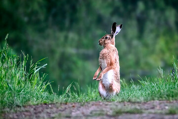 Feldhase ( Lepus europaeus ).