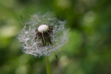 dandelion seed head