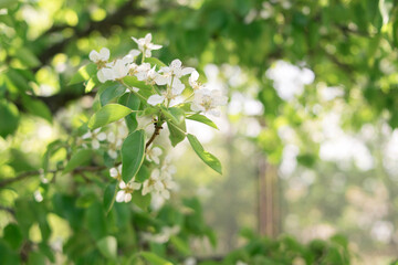 Plants. Garden. Vacation home. Nature. Flowers. Blooming pear. Pear flowers on the tree. Tree with white flowers. White flowers.