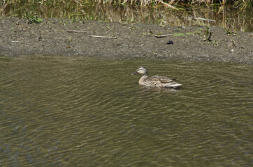 Female Mallard Duck in the Water