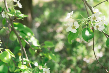 Plants. Garden. Vacation home. Nature. Flowers. Blooming pear. Pear flowers on the tree. Tree with white flowers. White flowers.