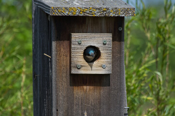 Tree Swallow in a Birdhouse