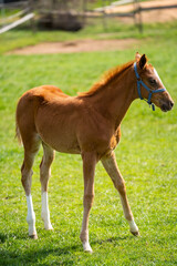 Naklejka na ściany i meble Beautiful brown foal with white legs stand in the meadow 