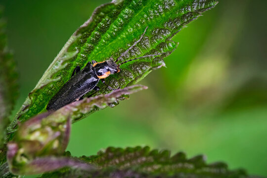 Weichk&auml;fer ( Cantharis paradoxa ).