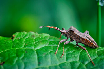 Lederwanze ( Coreus marginatus ).